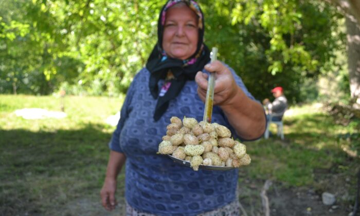 Cumhurbaşkanı Erdoğan’ın tavsiye ettiği lezzetin dalından sofraya yolculuğu başladı