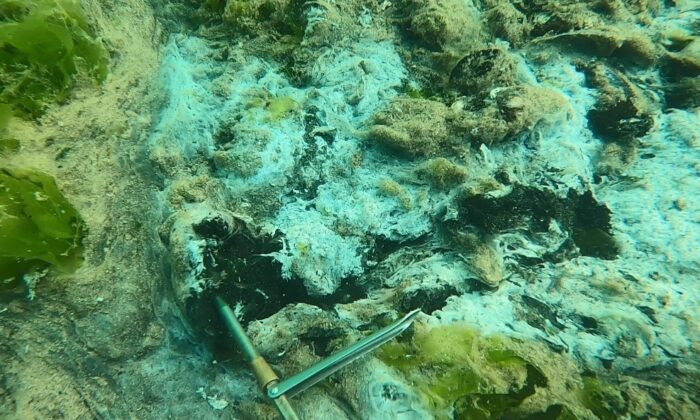 Çürüyen deniz salyası dehşete düşürdü