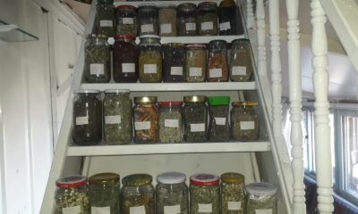 Dağ evini tıbbi ve aromatik bitkiler müzesine dönüştürdü