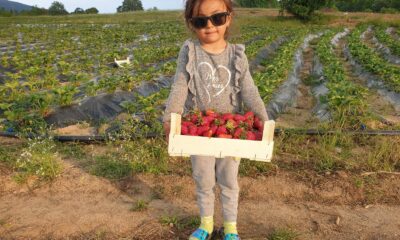 Dağ ilçelerinde imeceyle çilek hasadı başladı