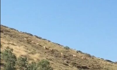 Dağ keçileri sürü halinde görüntülendi