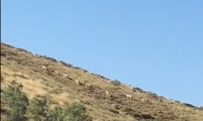 Dağ keçileri sürü halinde görüntülendi