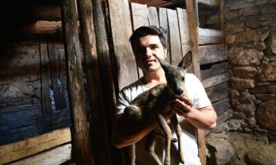 Dağda kaybolan karacaya keçi annelik yapıyor