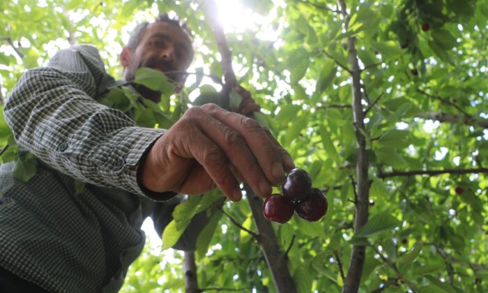 Dalbastı kirazında hasat başladı, rekolte düşük kaldı