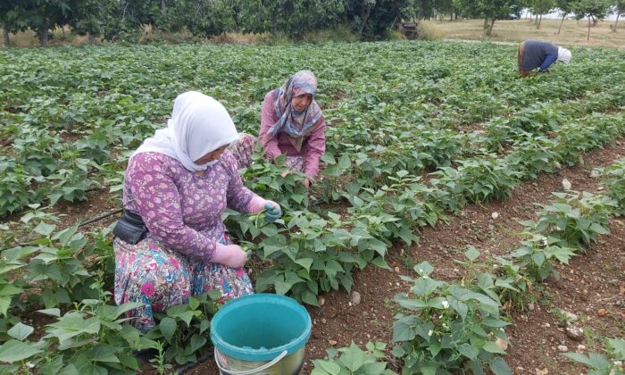 Damaklarda iz bırakan fasulyenin hasadına başlandı