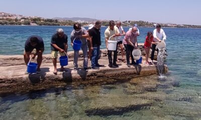 Datça’da 20 bin levrek yavrusu denizle buluştu