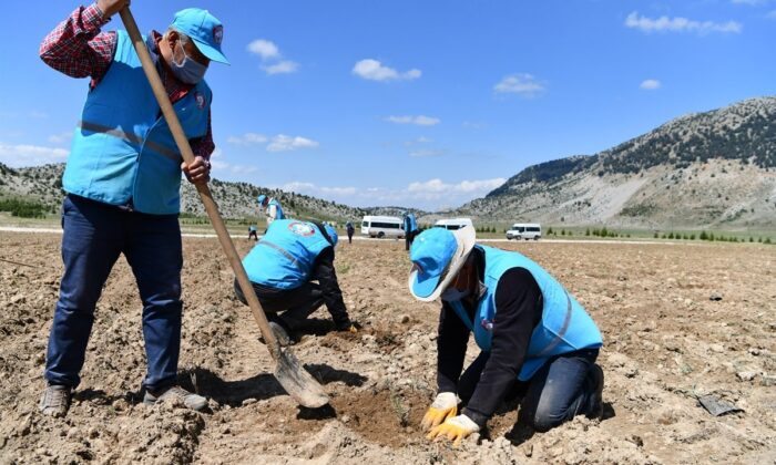 Davraz Kayak Merkezi’nde 15 bin metrekarelik alanda zambak bahçesi oluşturulacak