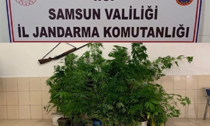 Dedektör köpeği ‘Ozon’ 326 kök kenevir bitkisini buldu