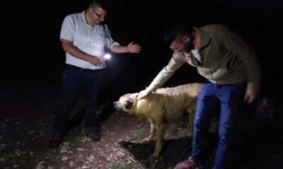 Definecilerin kazdığı çukura düşen köpek kurtarıldı