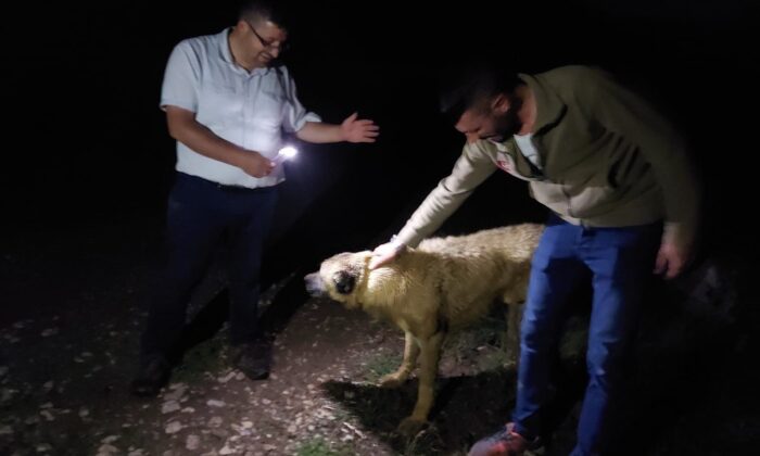 Definecilerin kazdığı çukura düşen köpek kurtarıldı