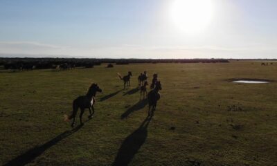 Deltada bulunan yılkı atları havadan görüntülendi
