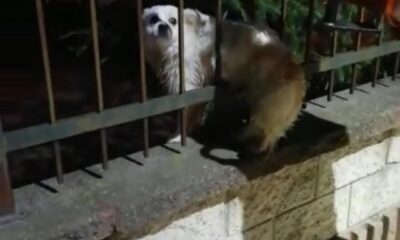 Demir korkuluklara sıkışan köpek kurtarıldı