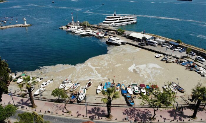 Deniz salyası ağları duman etti