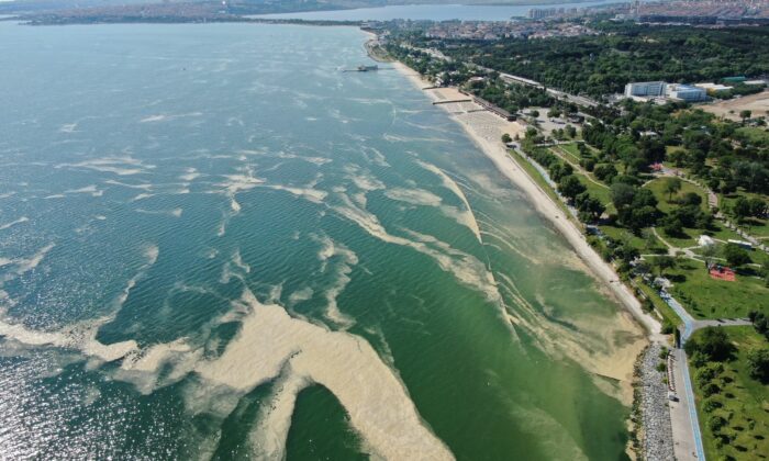 Deniz salyası bu kez Bakırköy kıyılarını sardı