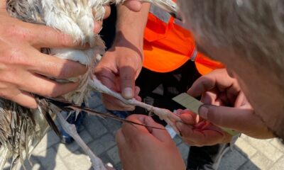 Deniz salyasında ağa takılan martı kurtarıldı