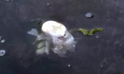 Denizde cenin var ihbarı polisi alarma geçirdi