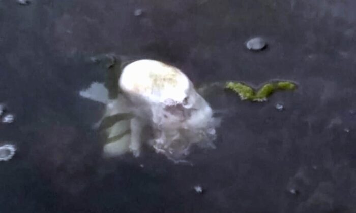 Denizde cenin var ihbarı polisi alarma geçirdi