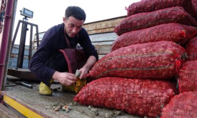 Denizden toplanan 16 ton salyangoz sevki yapıldı