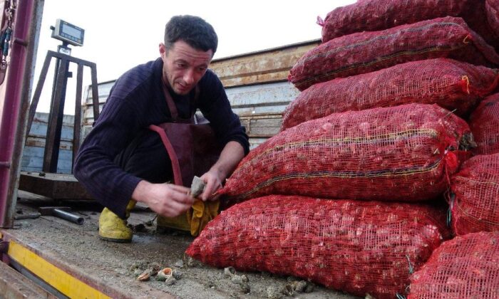 Denizden toplanan 16 ton salyangoz sevki yapıldı