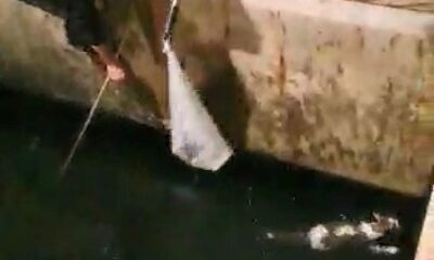 Denize düşen kedi balıkçı kepçesiyle kurtarıldı