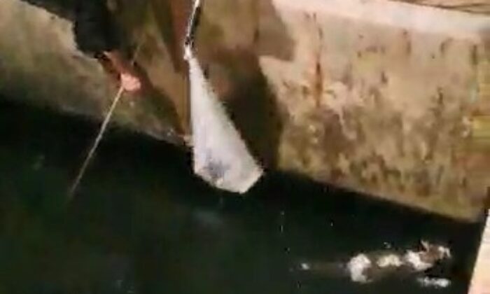 Denize düşen kedi balıkçı kepçesiyle kurtarıldı