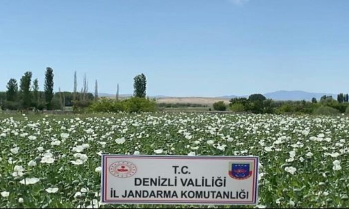 Denizli jandarması 3.8 milyon adet kök haşhaş ele geçirdi