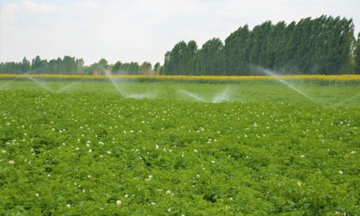 Denizli’de sulama sezonu başladı