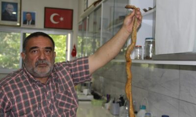 Depremler yılanların da yaşam alanlarını bozdu, ekolojik dengesizlik popülasyonu arttırdı