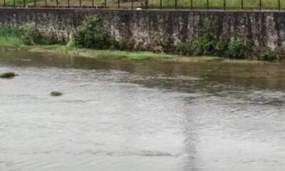 Derelere düşerek mahsur kalan hayvanlar için uzmanlardan uyarı