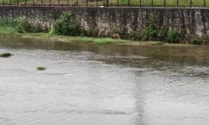 Derelere düşerek mahsur kalan hayvanlar için uzmanlardan uyarı
