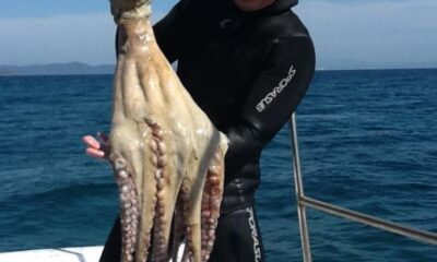 Dev ahtapotu zıpkınla yakaladı