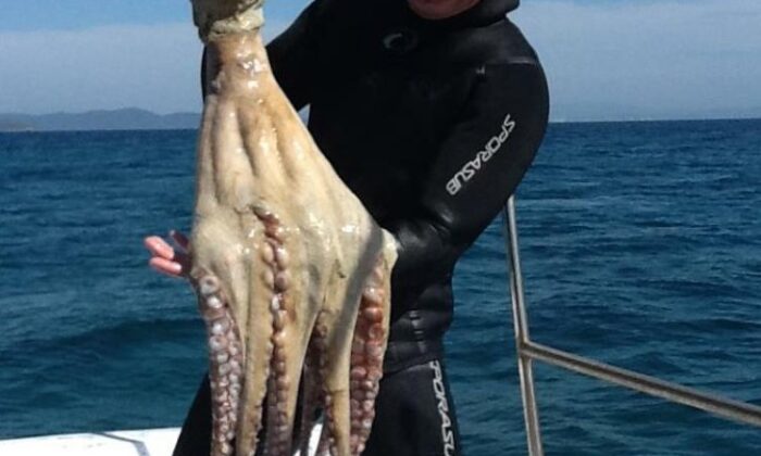 Dev ahtapotu zıpkınla yakaladı