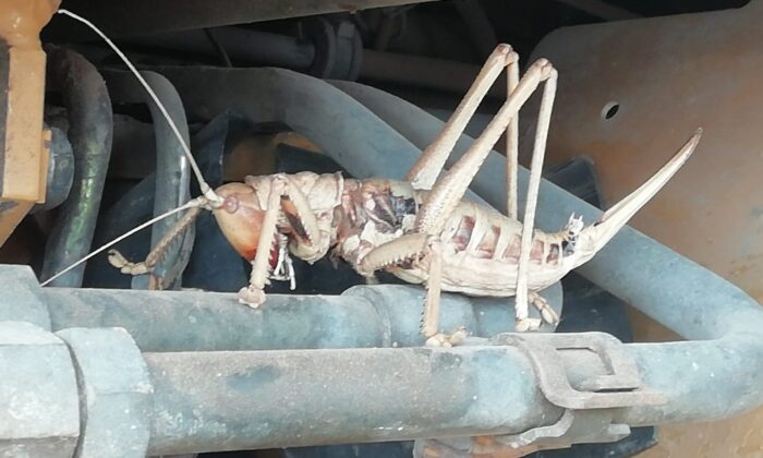 Dev çekirge görenleri şaşırttı