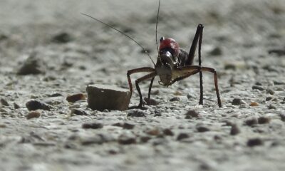 Dev çekirgeler bu kez Çatak’ta görüldü