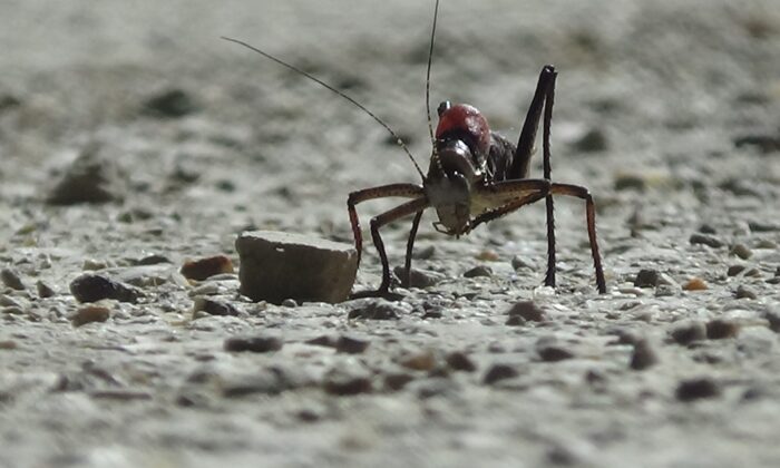 Dev çekirgeler bu kez Çatak’ta görüldü