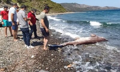 Dev köpekbalığı kıyıya vurdu