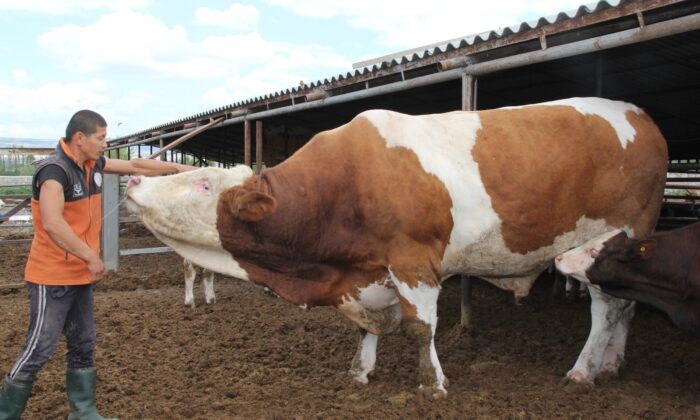 Dev kurbanlık görenleri şaşırtıyor