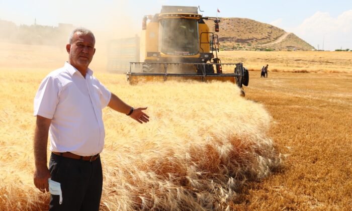 Dev makarnacıların peşinde olduğu Araban buğdayı hasadı başladı