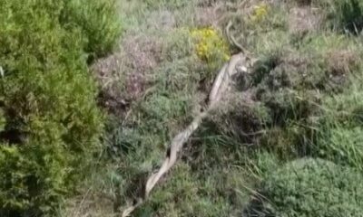 Dev yılanların dansı ürküttü