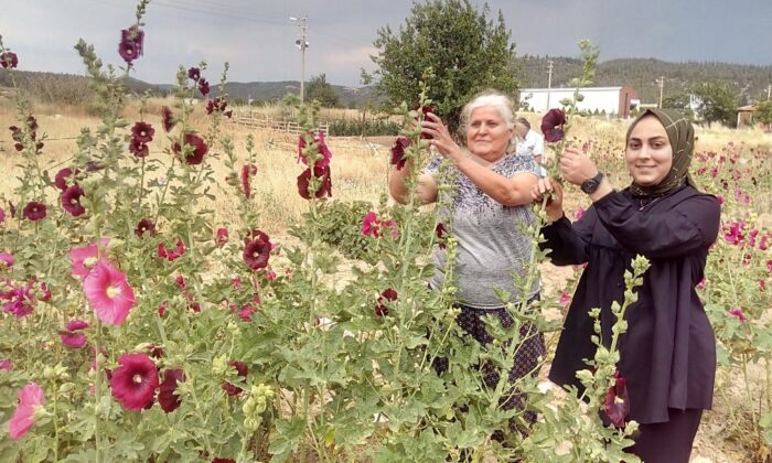 ’Deve gülü’ ekmek kapısı oldu