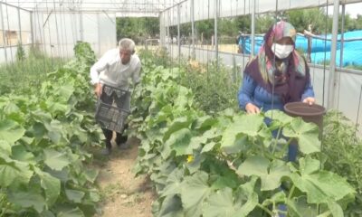 Devlet desteğiyle kurulan seralarda sebze üretimi