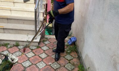 Didik didik arayarak yılanı saklandığı delikten böyle çıkardılar