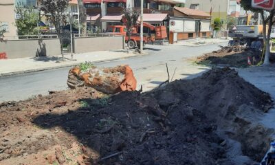 Dikili’de 80 yıllık okaliptüs ağaçları kesildi