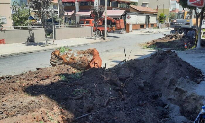 Dikili’de 80 yıllık okaliptüs ağaçları kesildi