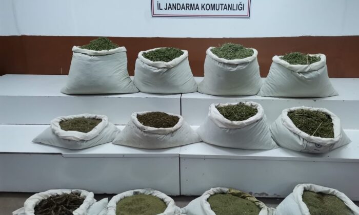 Diyarbakır’da 22 milyon kök kenevir ele geçirildi