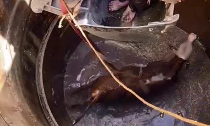Diyarbakır’da 7 metrelik su kuyusuna düşen boğa, iş makinesiyle kurtarıldı