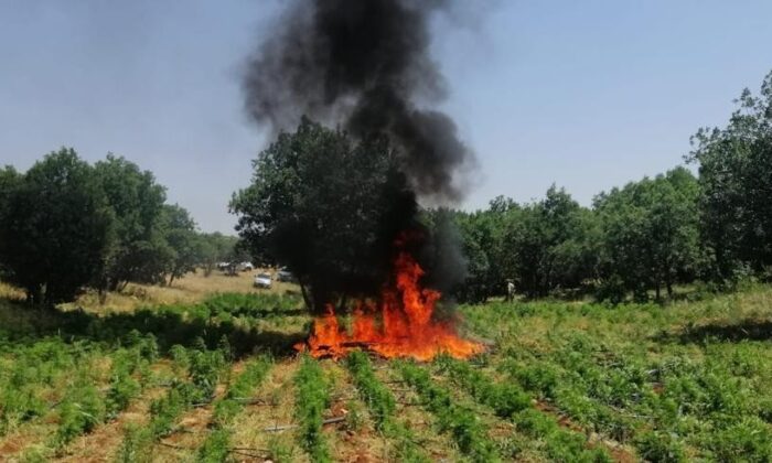 Diyarbakır’da 7 milyon 233 bin kök kenevir ele geçirildi