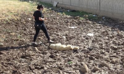 Diyarbakır’da bir köpek boynuna ip bağlanarak vahşice öldürüldü
