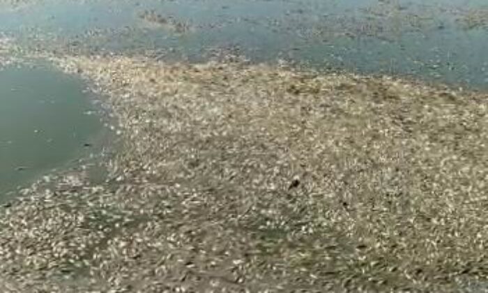 Diyarbakır’da göl kurudu binlerce balık telef oldu
