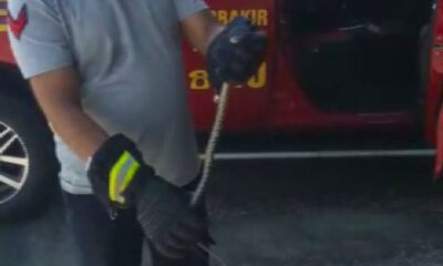 Diyarbakır’da itfaiye ekipleri, araca giren yılanı doğaya bıraktı